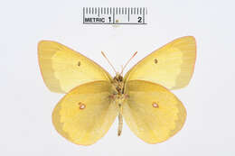 Image of Scudder's Sulphur