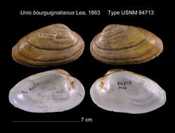 Image of Unio bourguignatianus Lea