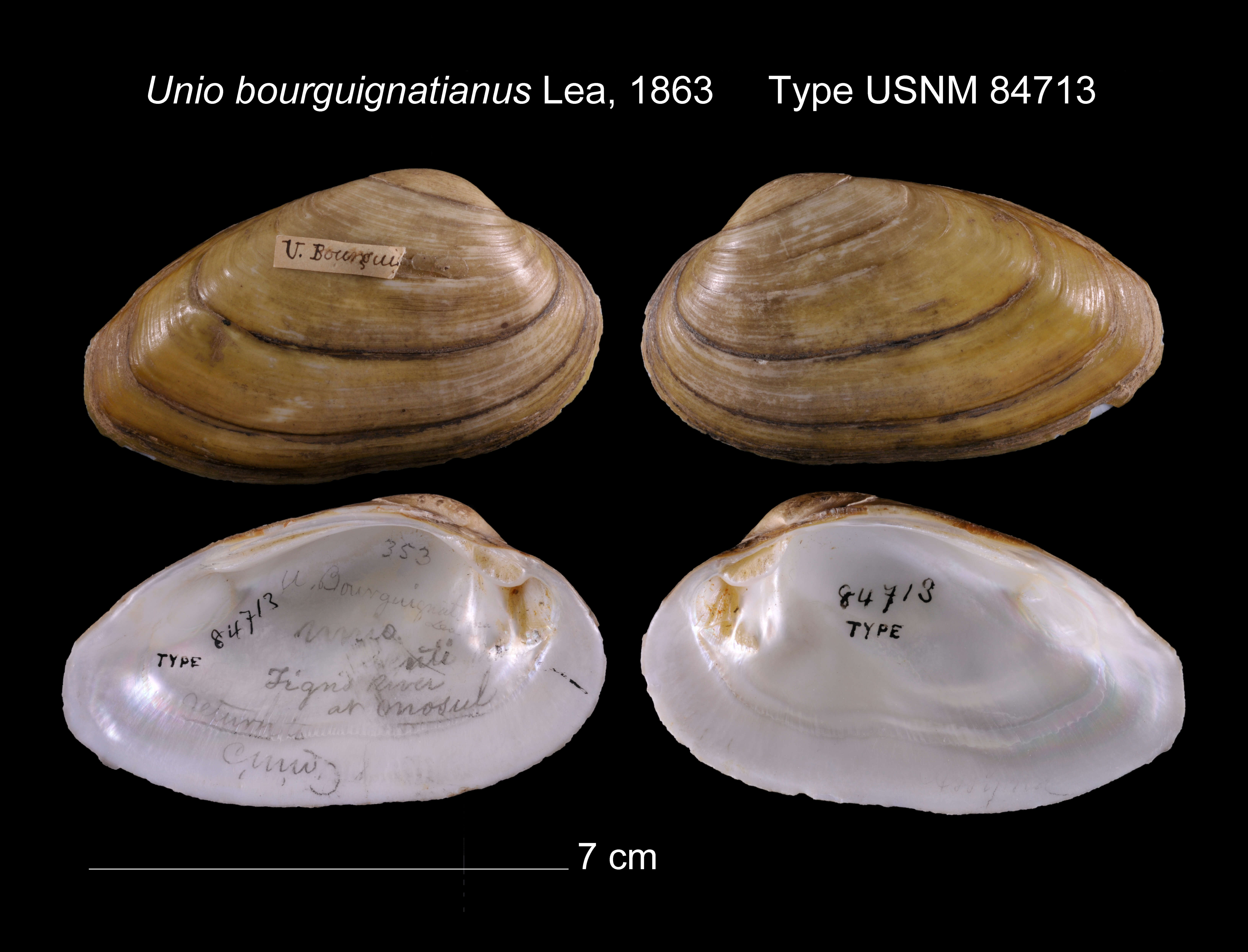 Image of Unio bourguignatianus Lea