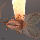 Image of Ulocysta praestabilis Drake & Hambleton 1945