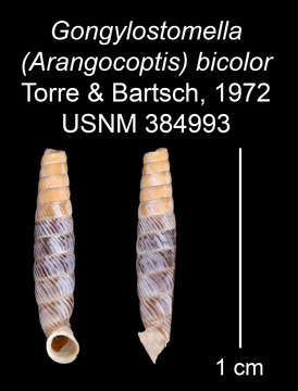 Imagem de Gongylostomella bicolor C. Torre & Bartsch 1972