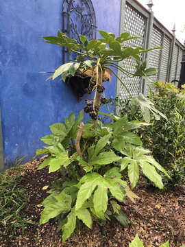 Image of fatsia