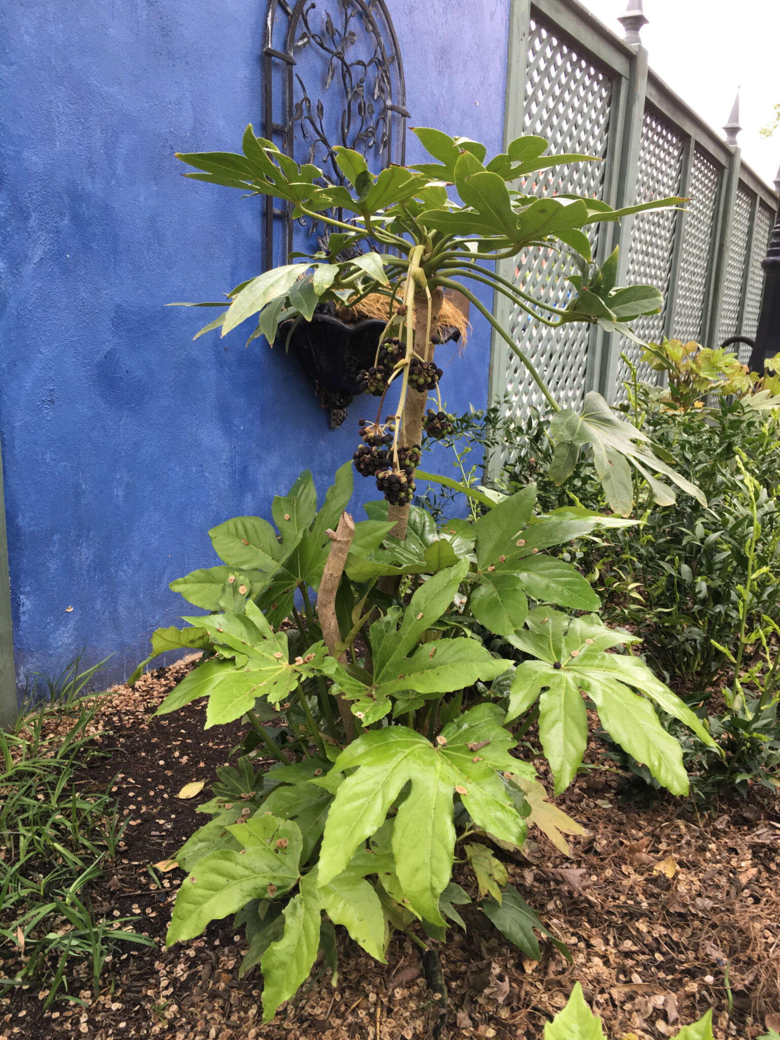 Image of fatsia