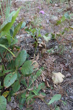 Image of stemless ironweed