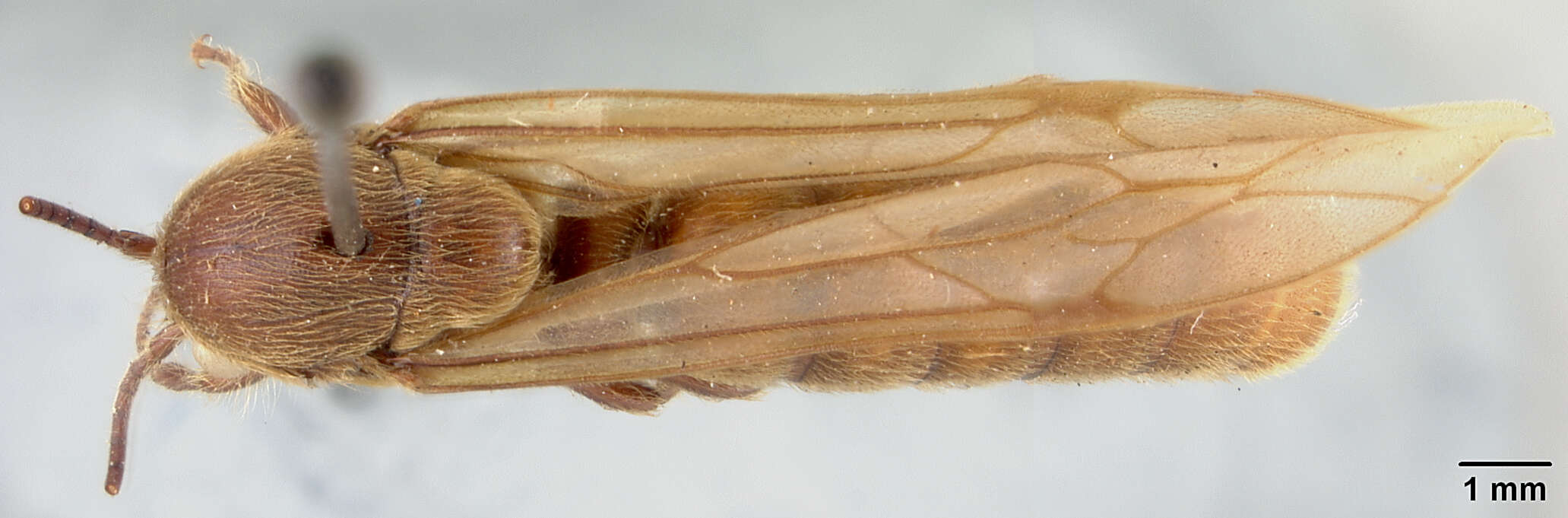 Image of Neivamyrmex longiscapus Borgmeier 1953