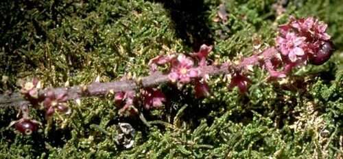 Image of Hawai'i pokeweed