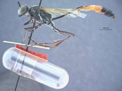 Слика од Ammophila aberti Haldeman 1852