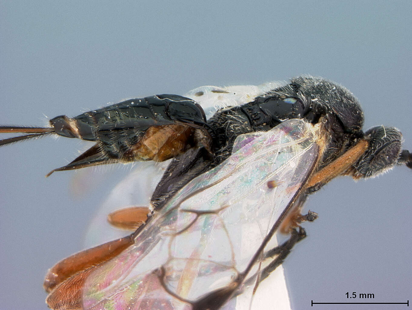 Image of Dasylagon aegeriae Muesebeck 1958