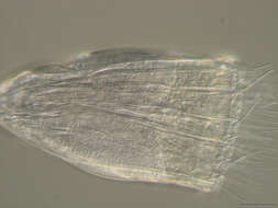 Image of Spinoloricus Heiner & Neuhaus 2007