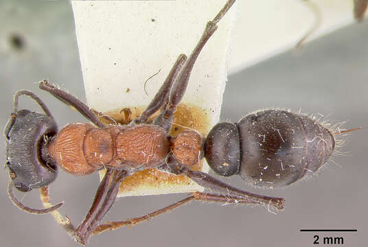 Image of Myrmecia chasei Forel 1894