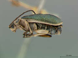 Image of Trirhabda pilosa Blake 1931