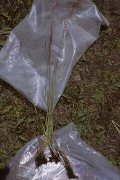 Image of Poa hachadoensis var. hachadoensis