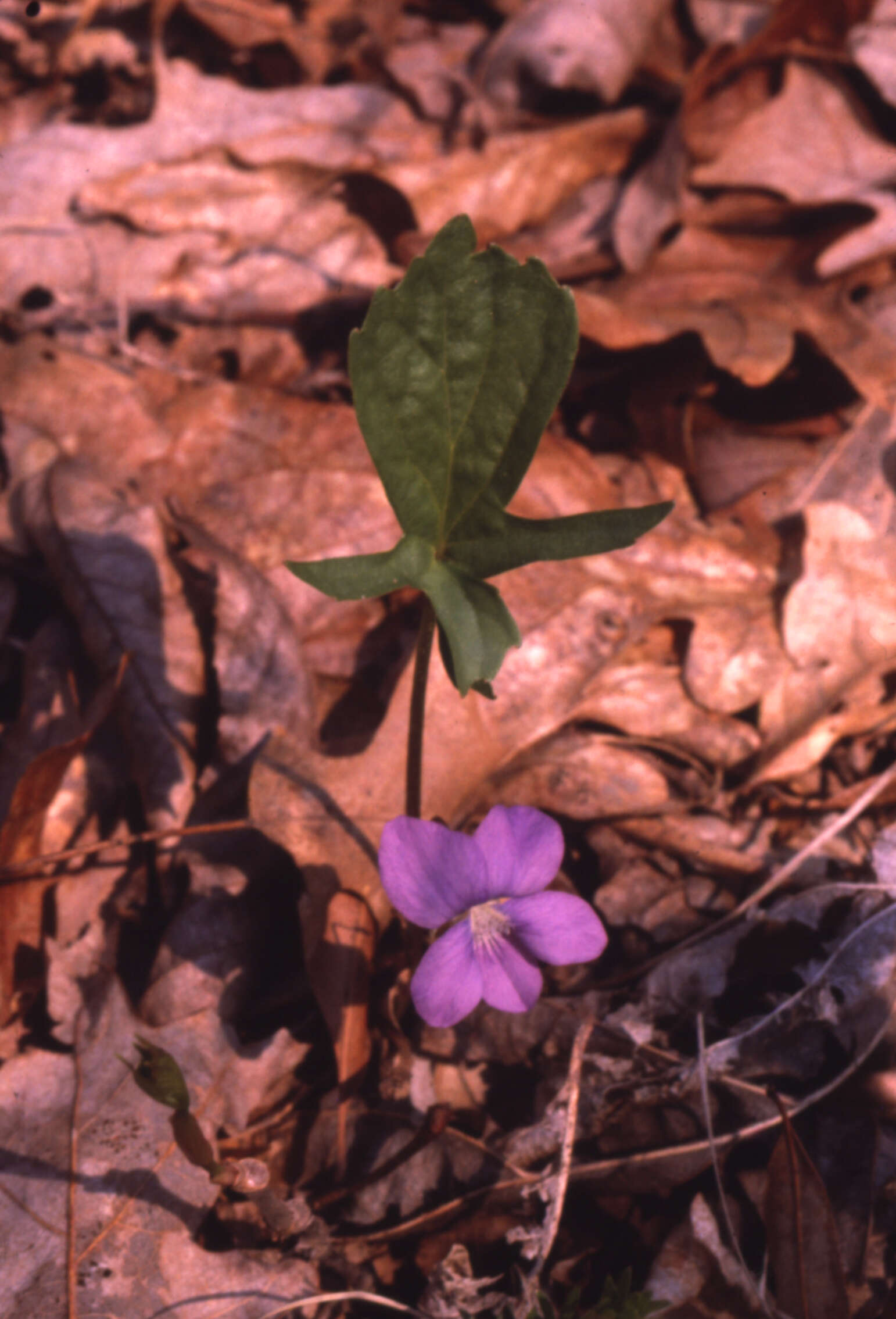 Image of Northern Coastal Violet