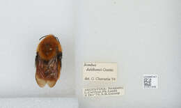 Image de Bombus dahlbomii Guérin-Méneville 1835