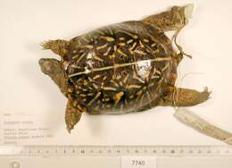 Image of Ornate Box Turtle