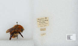 Sivun Bombus rubicundus Smith 1854 kuva