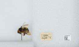 Image de Bombus balteatus Dahlbom 1832