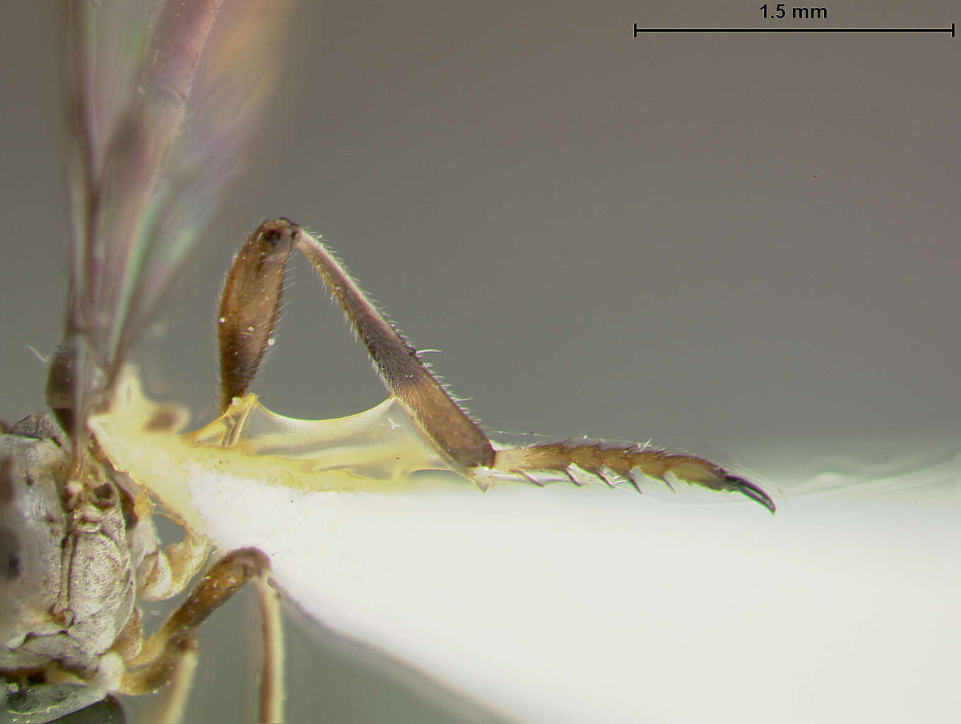 Image of Beameromyia graminicola Farr 1963