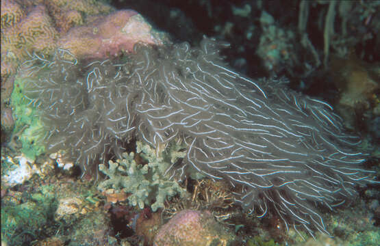 Image of Trichogloea