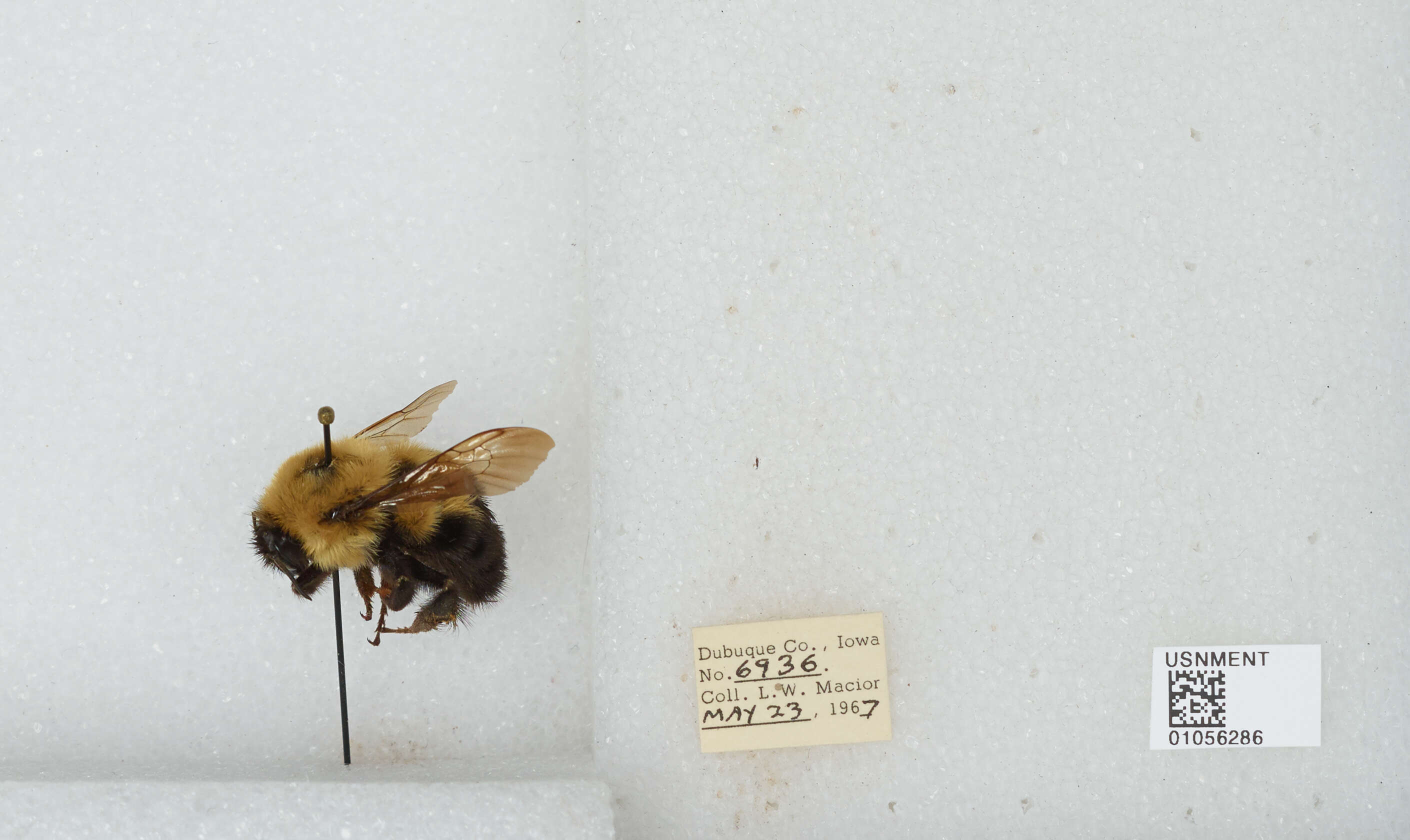 صورة Bombus bimaculatus Cresson 1864