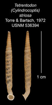 Imagem de Tetrentodon striosus C. de la Torre & Bartsch 1972