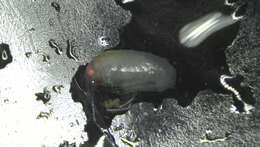 Image of Amphipoda