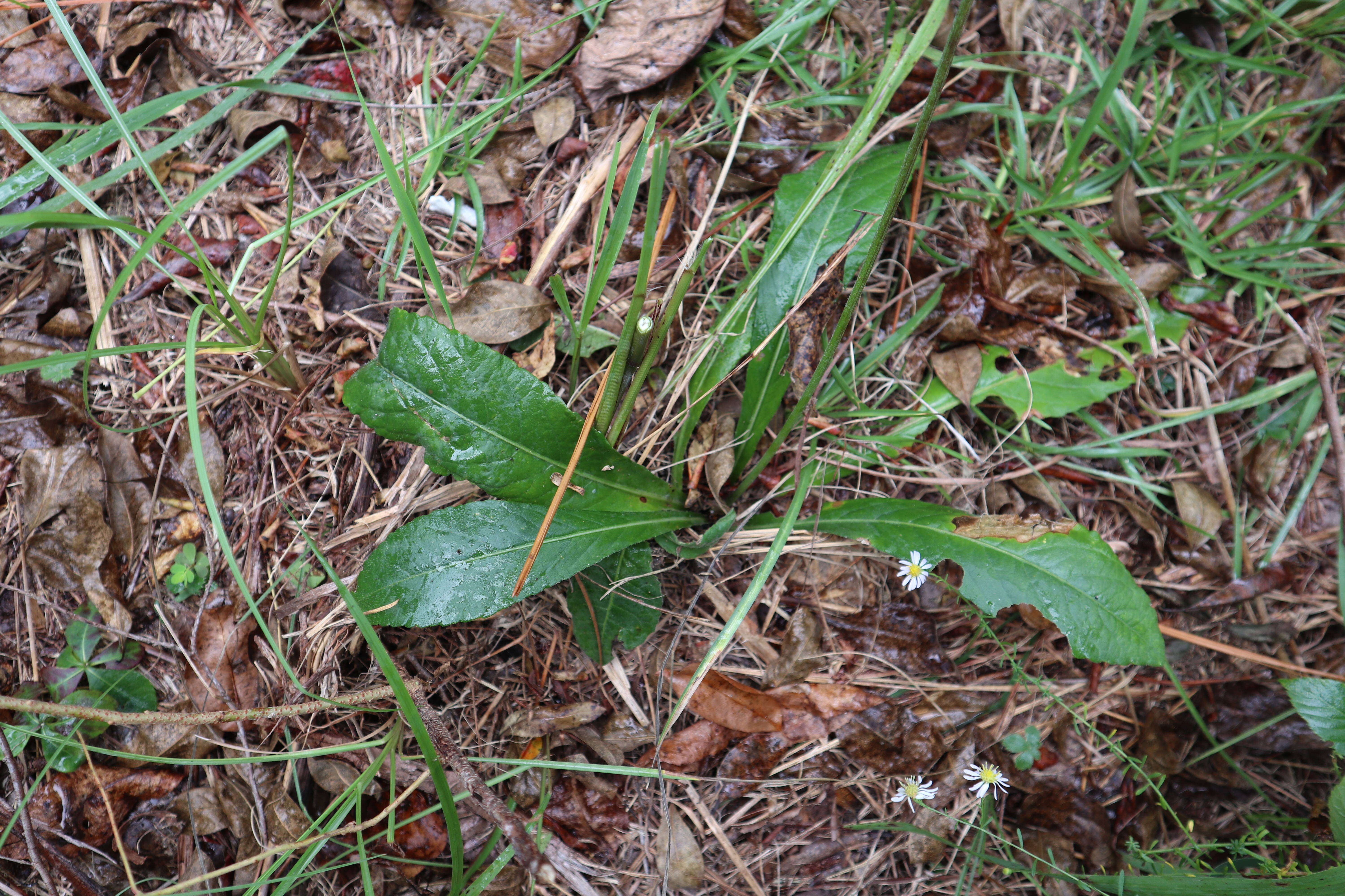 Image of smooth elephantsfoot