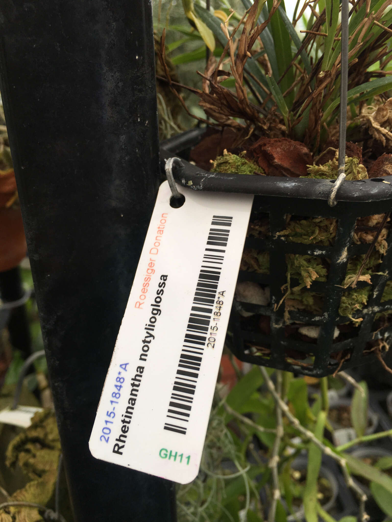 Image of Maxillaria notylioglossa Rchb. fil.