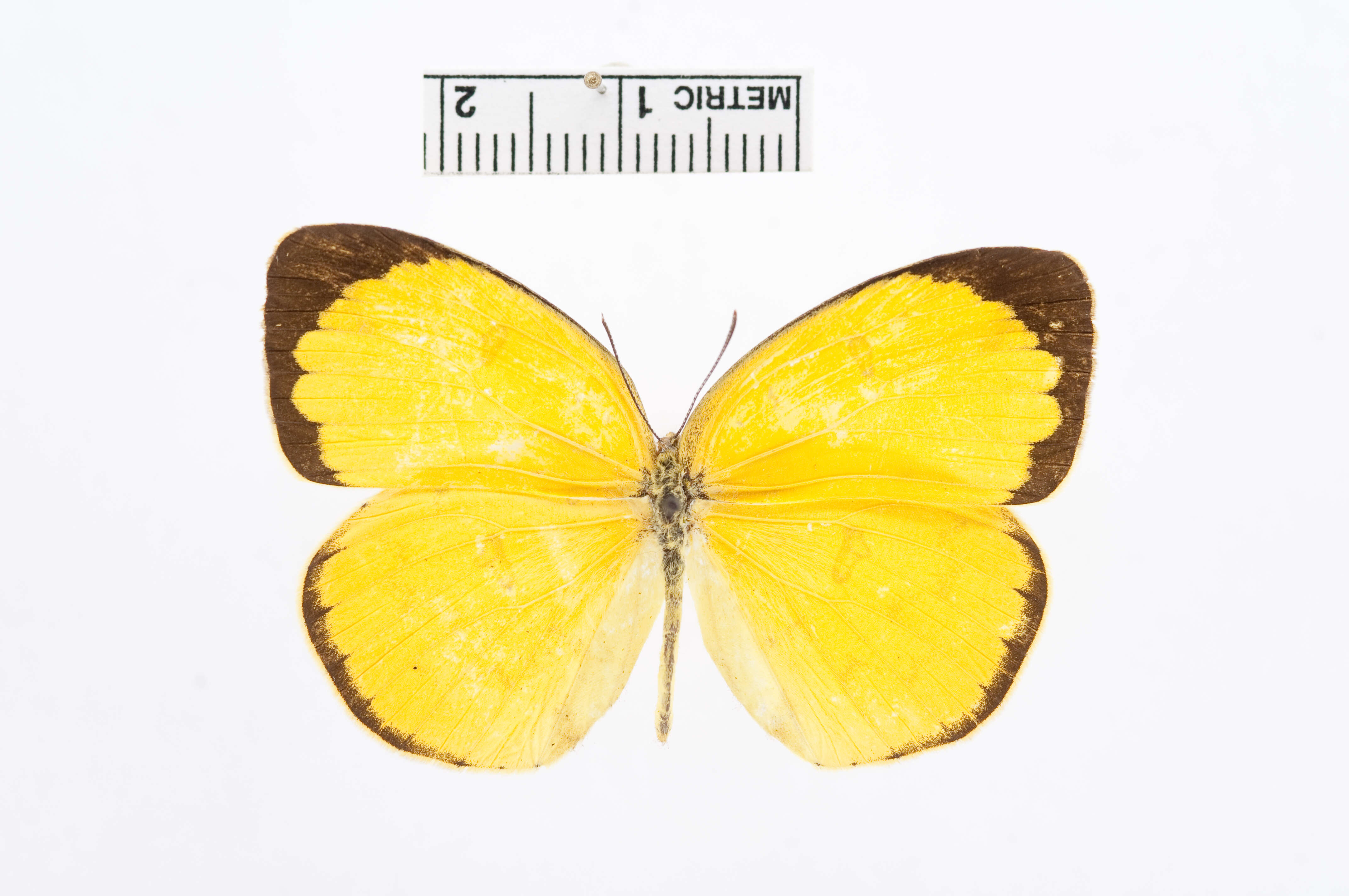 Image de Eurema hecabe (Linnaeus 1758)