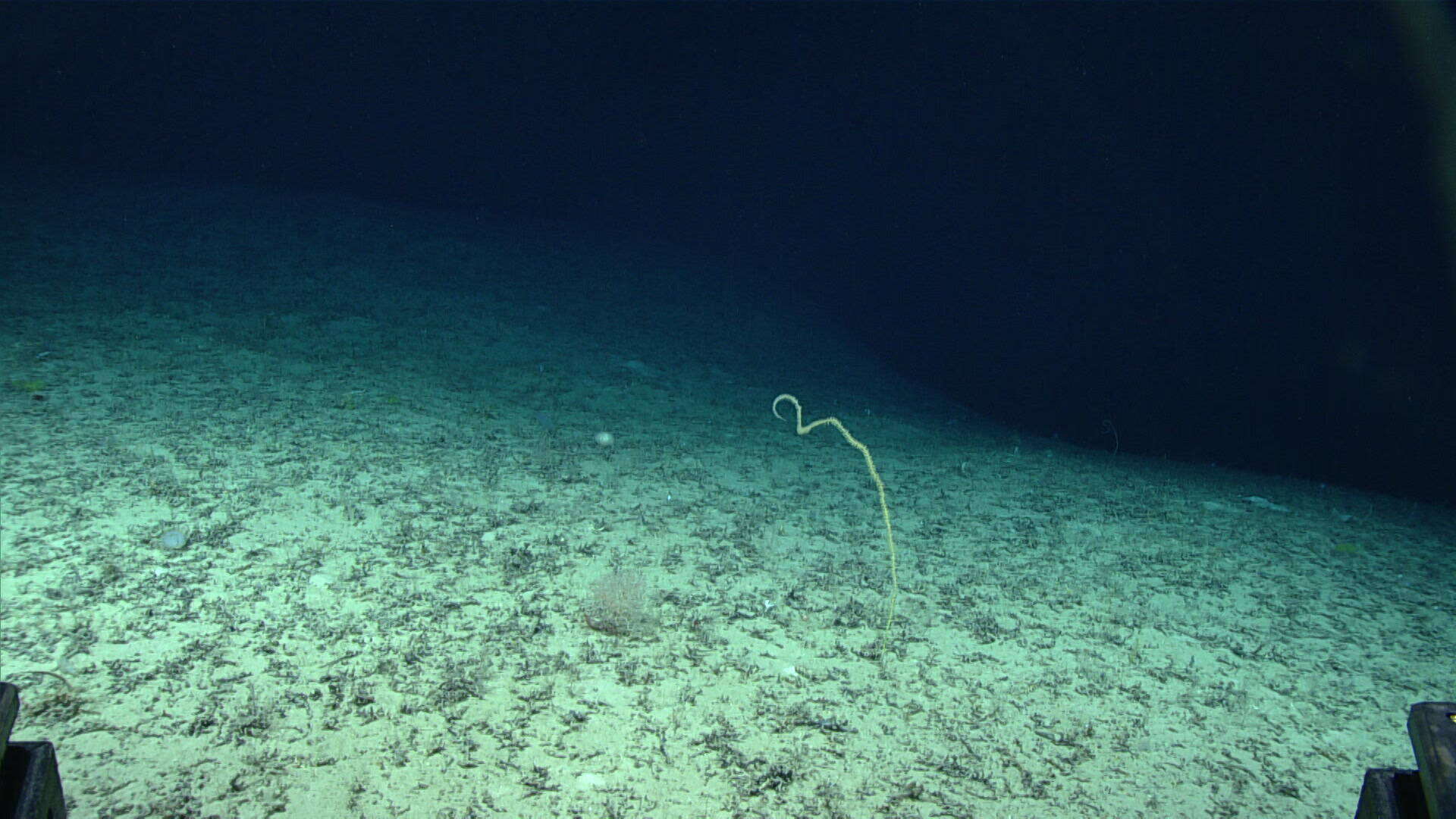 Image of compact bamboo coral