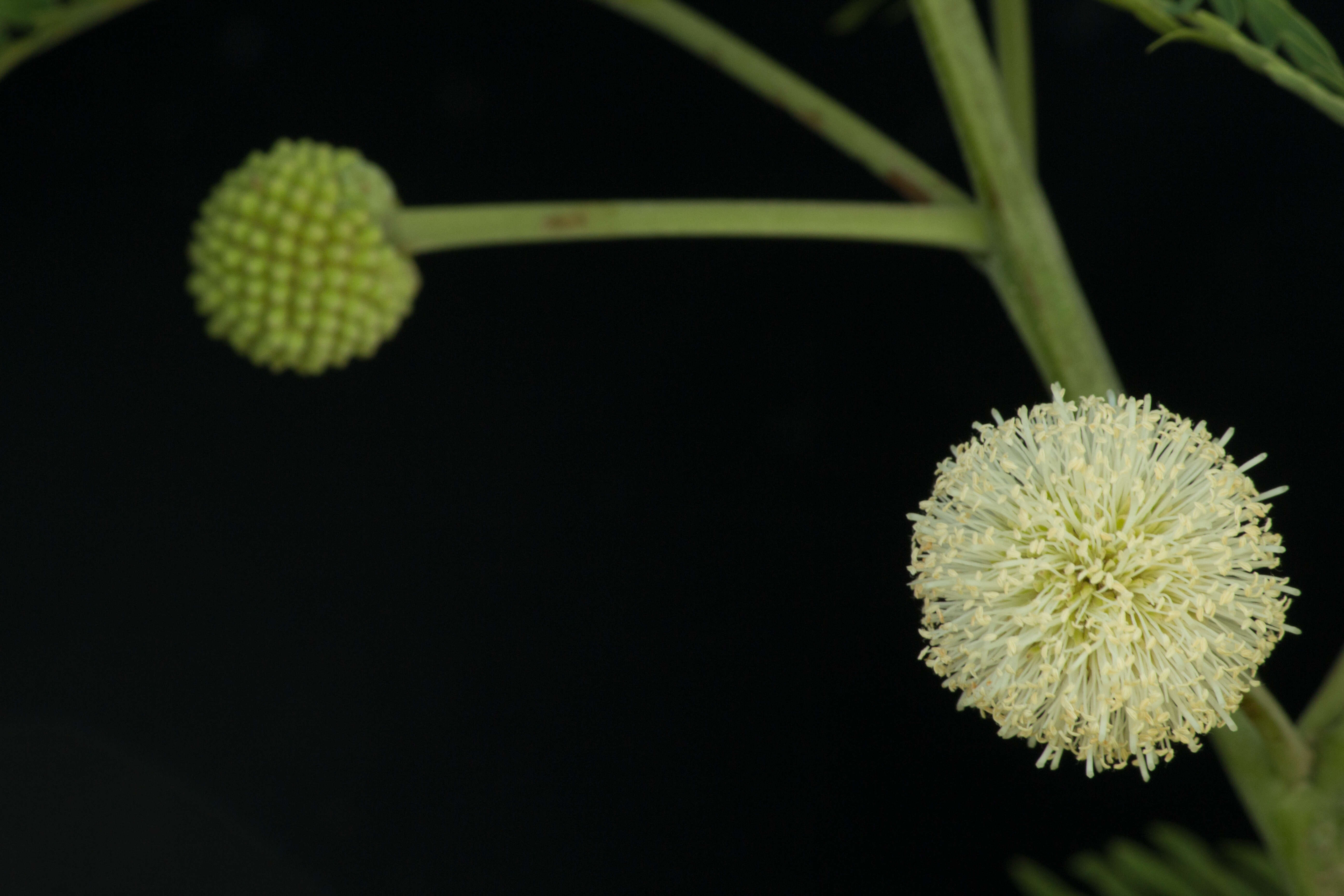 Image of white leadtree