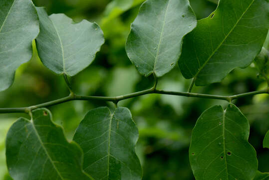 Image of Podopterus cordifolius Rose & Standl.