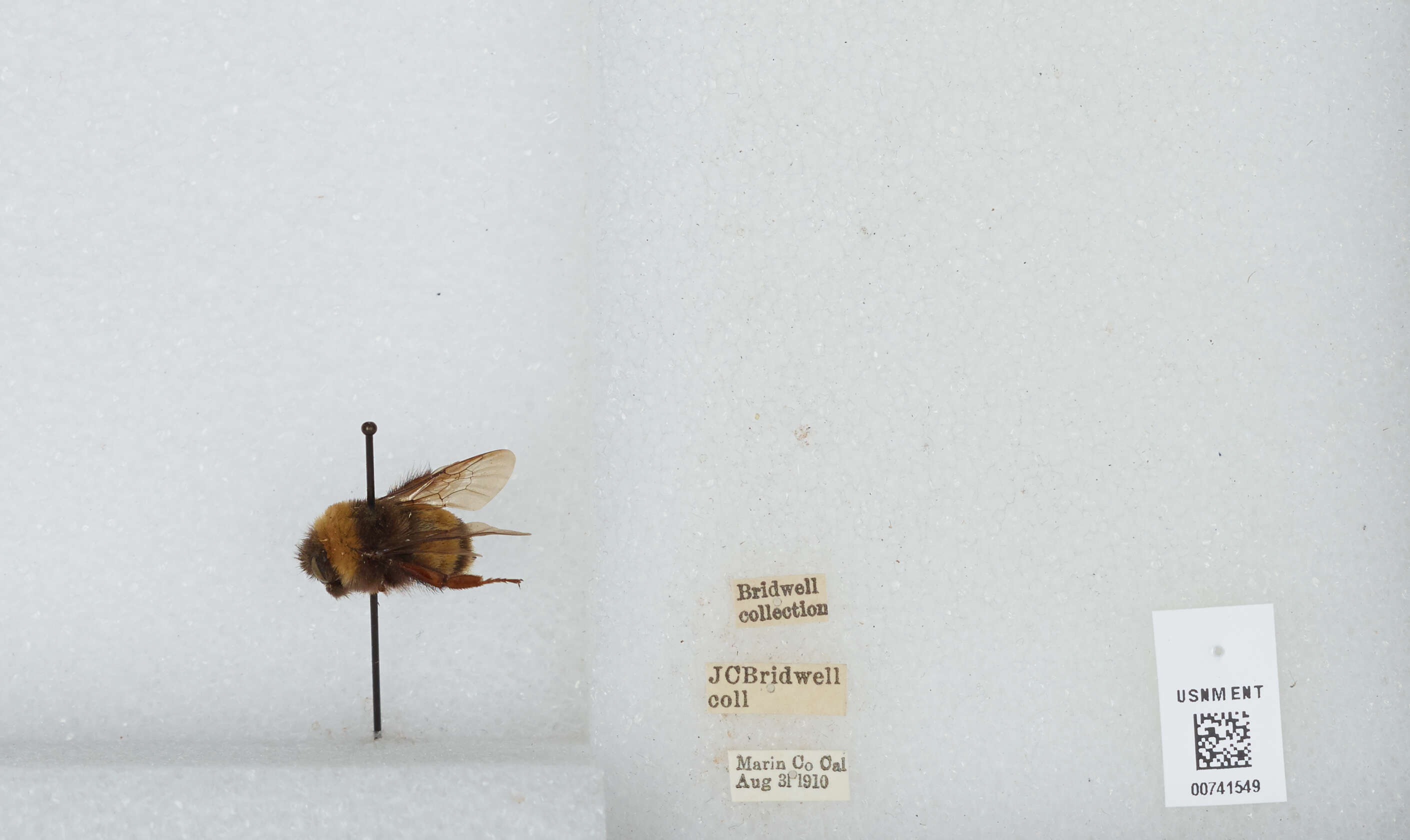 Слика од Bombus occidentalis Greene 1858