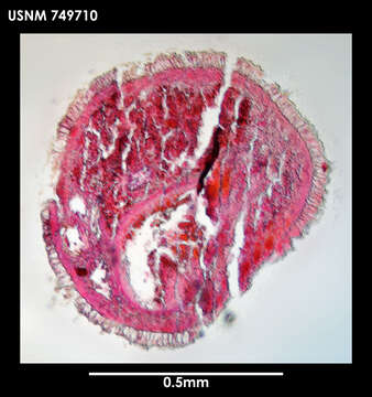 Image of Dondersia cnidevorans Salvini-Plawen 1978