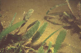 Image of Caulerpa J. V. F. Lamouroux 1809