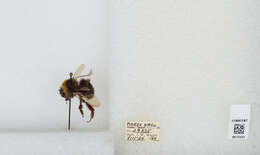 Слика од Bombus occidentalis Greene 1858