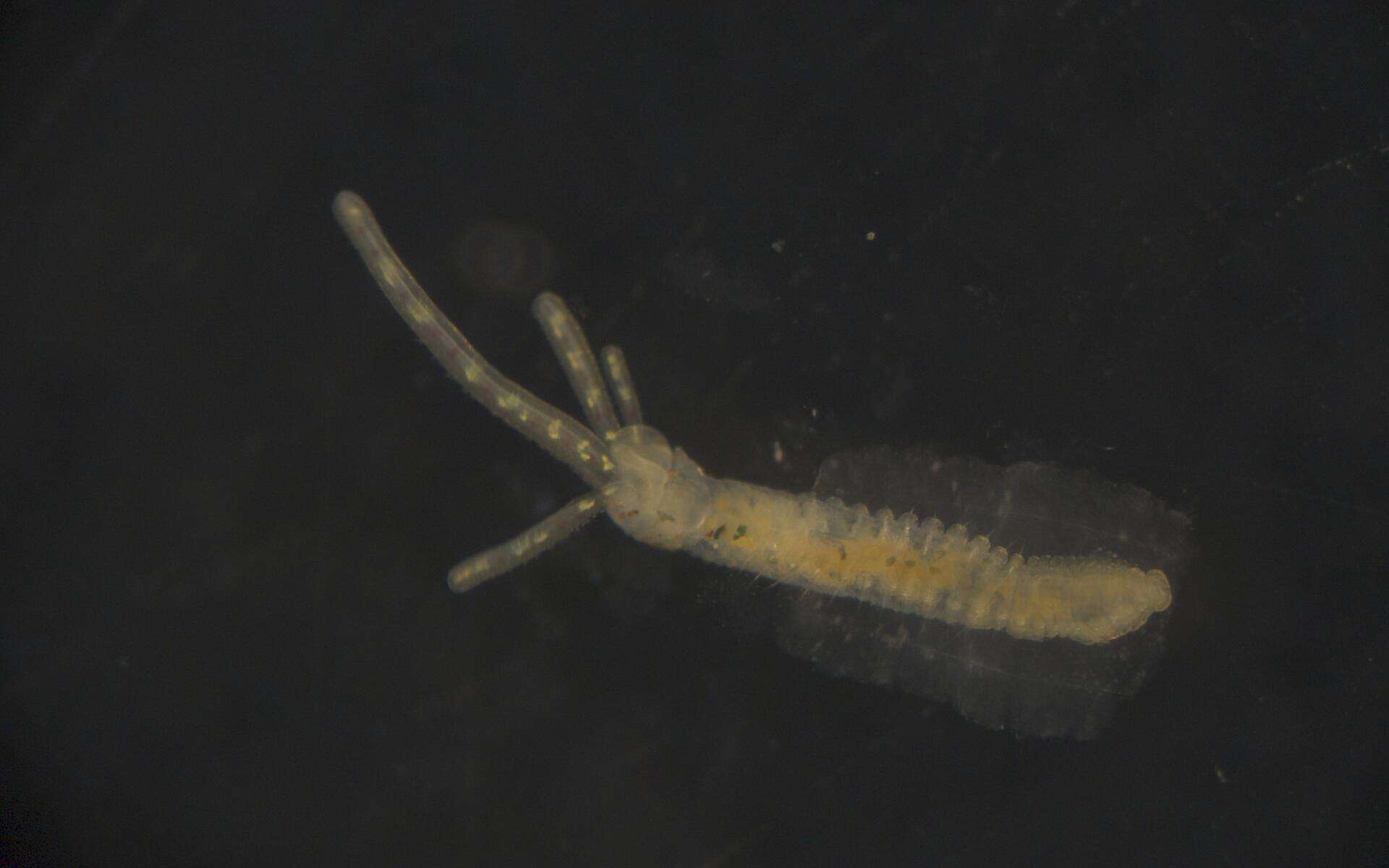 Image of Terebellidae