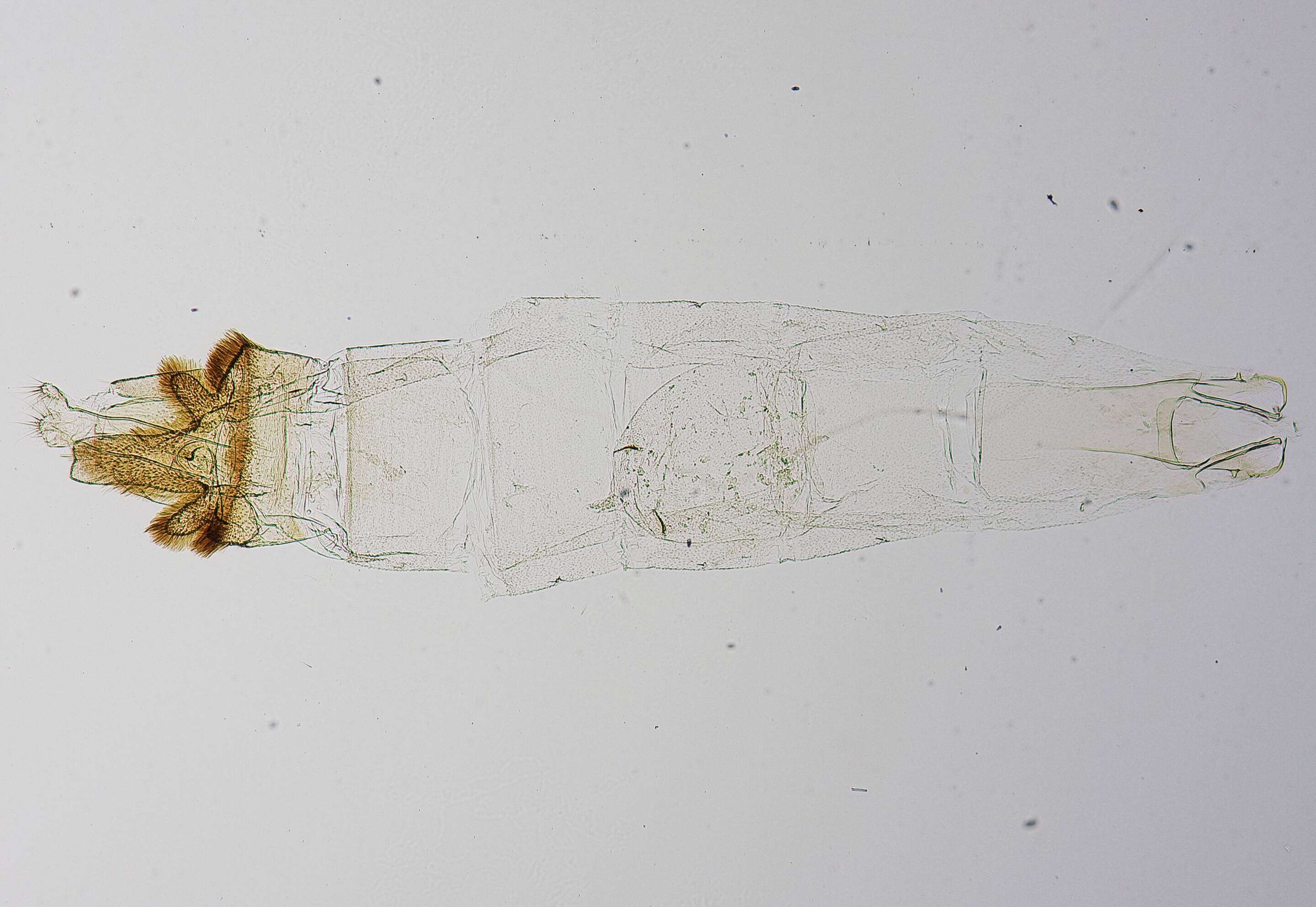 Image of Postplatyptilia caribica Gielis 2006