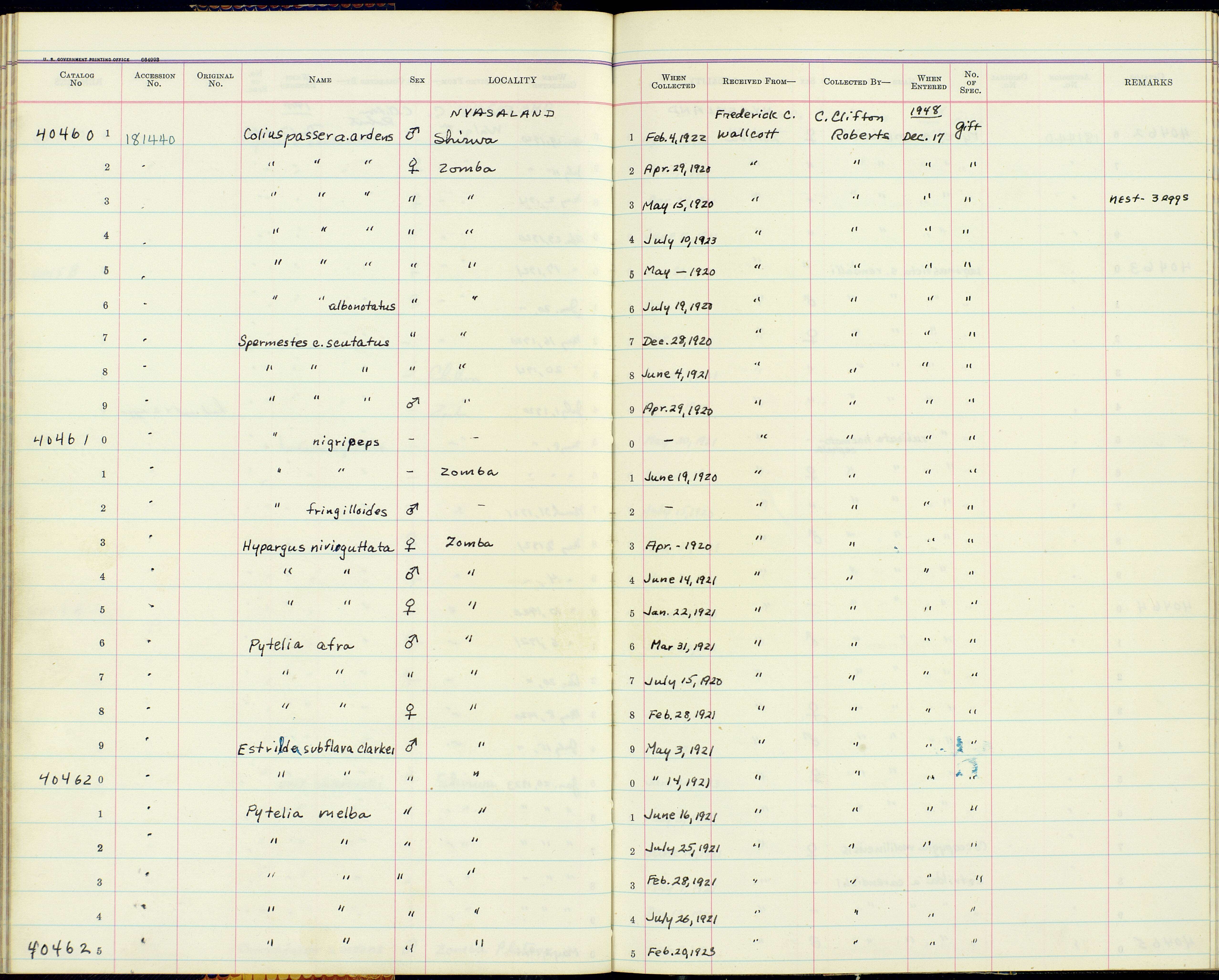 Plancia ëd Amandava subflava clarkei (Shelley 1903)