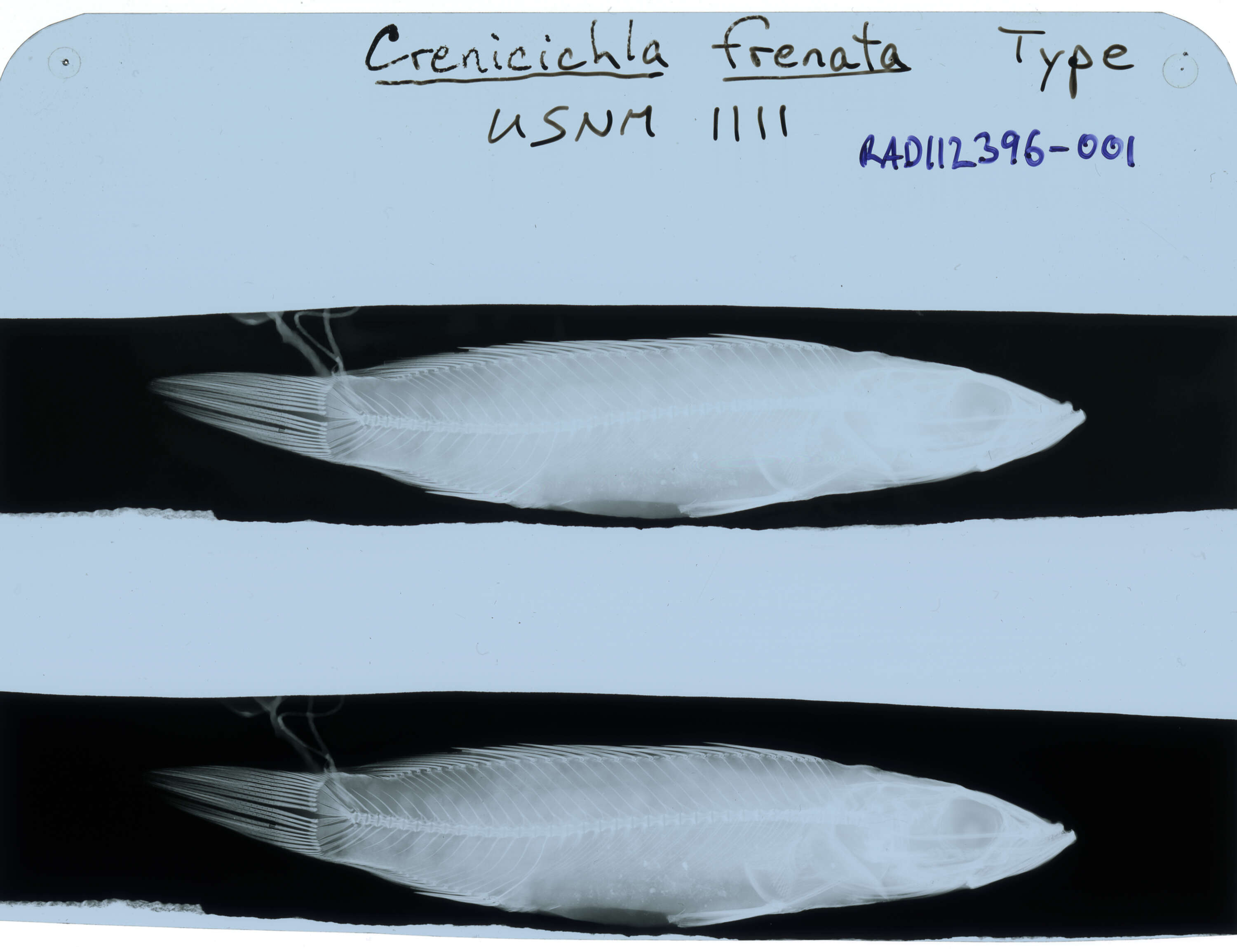 Image of Crenicichla frenata Gill 1858