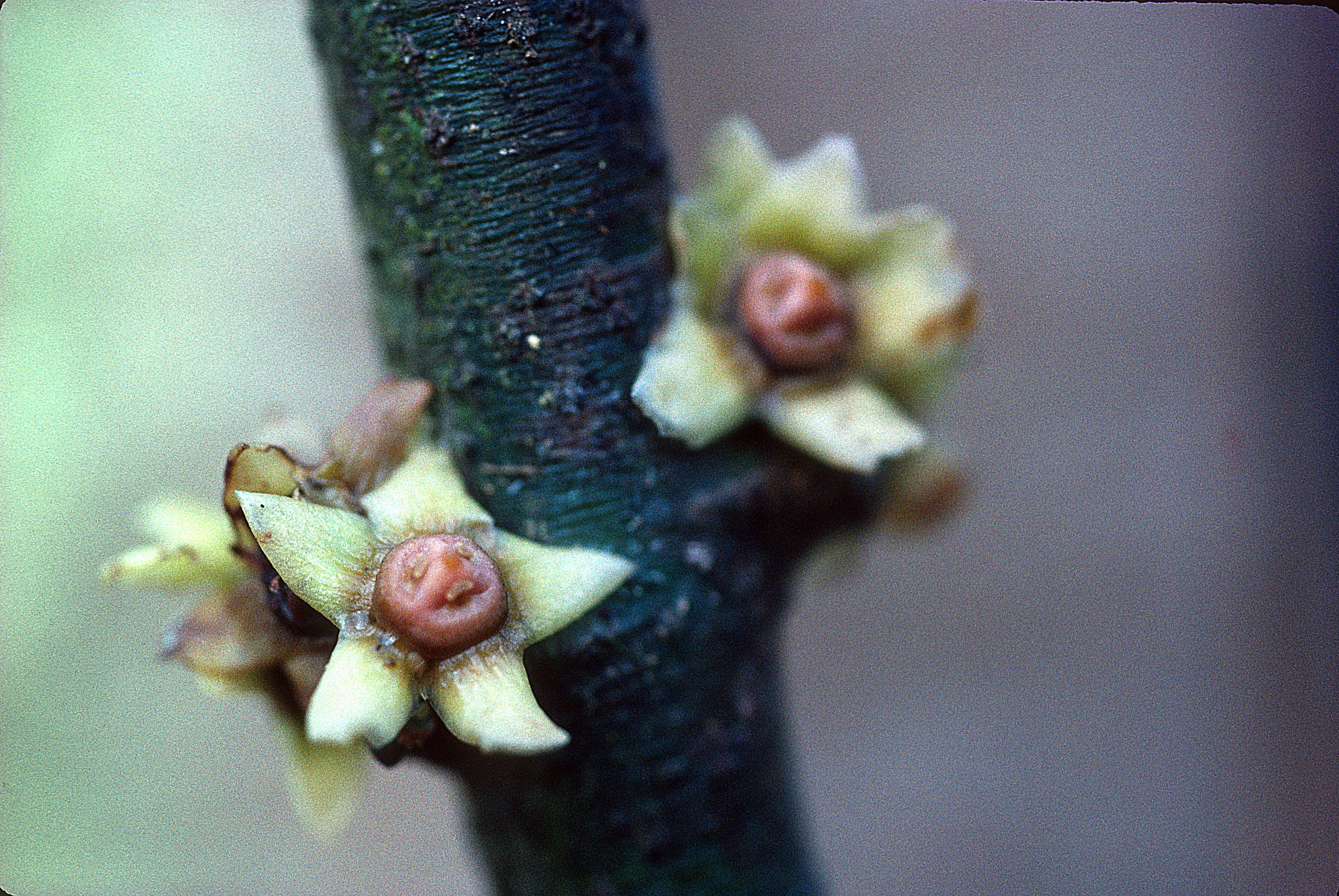 Image of Salacia acevedoi Lombardi