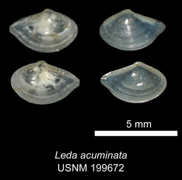 Image of Ledella messanensis (Jeffreys 1870)