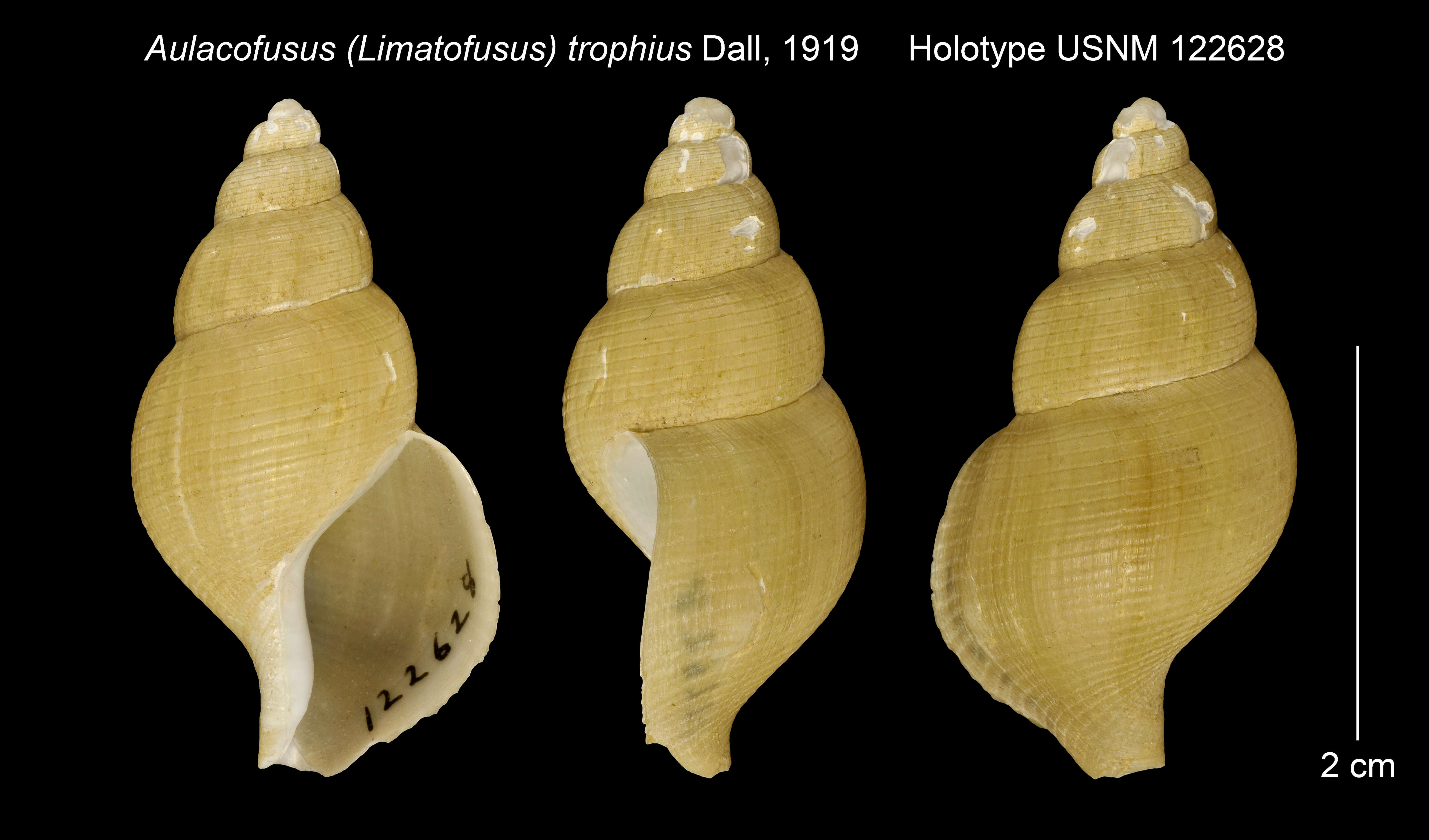 Image of Aulacofusus trophius Dall 1919