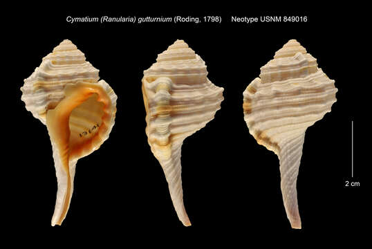 Image of <i>Cymatium gutturnium</i>