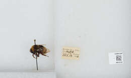 Слика од Bombus occidentalis Greene 1858