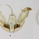 Image of Stenoptilodes duckworthi Gielis 1991