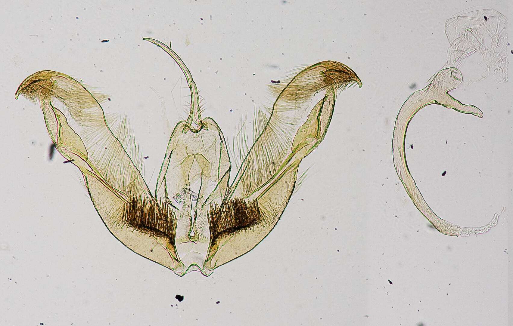 Image of Stenoptilodes duckworthi Gielis 1991