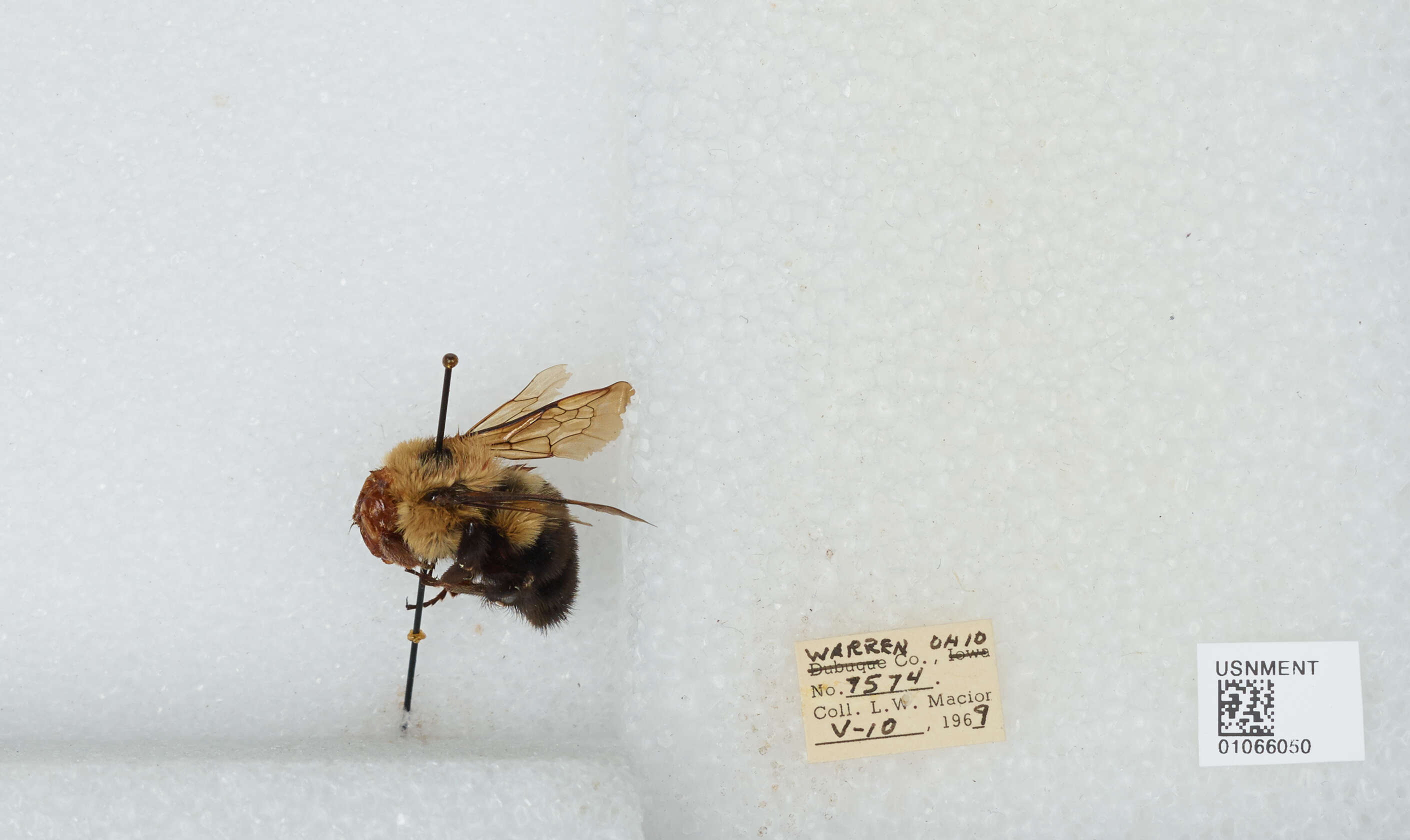 صورة Bombus bimaculatus Cresson 1864