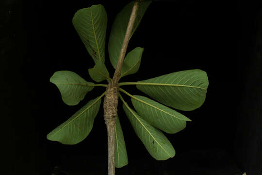 Image of Terminalia macrostachya (Standl.) Alwan & Stace