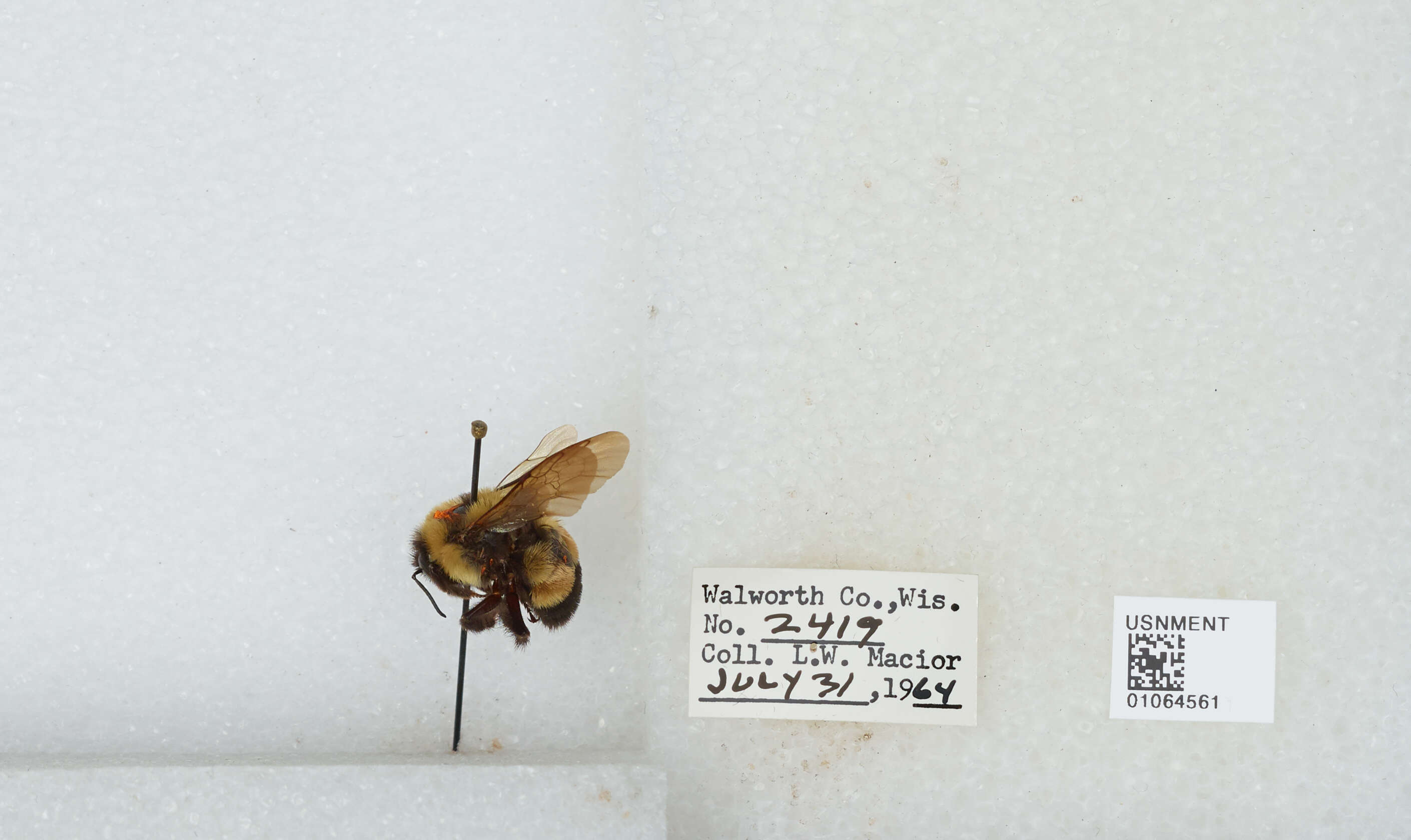 Image of Rusty patched bumble bee